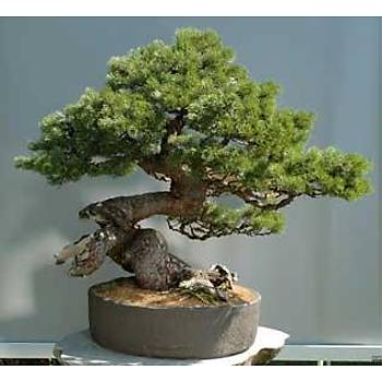 10 Adet Pinus Mugo Pumilio Bonsai Tohumu