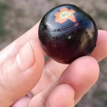 10+ Adet ndigo Rose Domates Tohumu - Gurme Domates