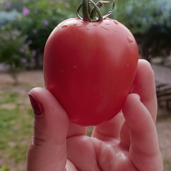 10+ Adet Tarihi Ta�k�pr� Yerli Atal�k Domates Tohumu