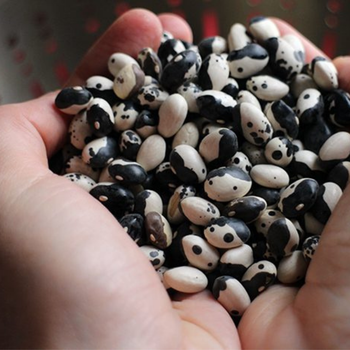 10+ Adet  Dalma�yal� B�r�lce Tohumu - Geleneksel