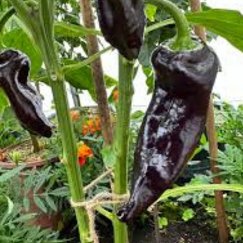 10+ Adet Siyah Kapya Tatl� Biber Tohumu