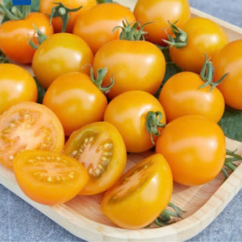 6 Renk 6 �zel T�r Kiraz Domates Tohumu Paketi - 60+ Tohum