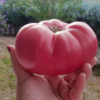 3 �zel T�r Pembe Domates Tohumu Paketi - 30+ Tohum