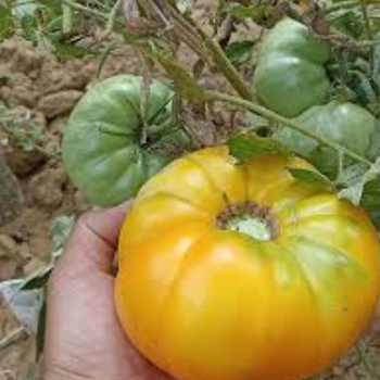 10+ Adet  Afyon Tazlar Sar� K�y Domatesi Tohumu