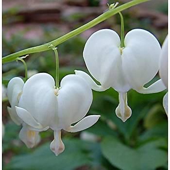 Dicentra- Kanayan Kalpler Tohumu- Beyaz iekli- Nadir