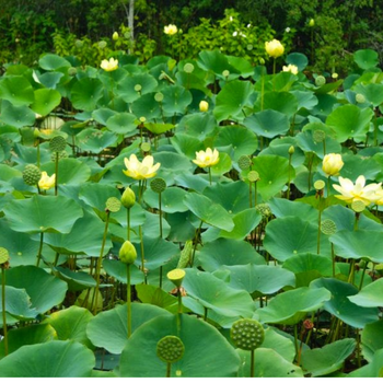 3 Adet Amerikan Lotus Bitkisi Tohumu - Amerikan Nil�feri