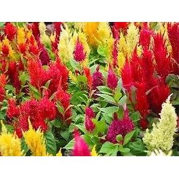 100+ Adet Celosia Bitkisi Tohumu-Horoz İbiği Bitkisi- Rengarenk Püsküllü Çiçekli