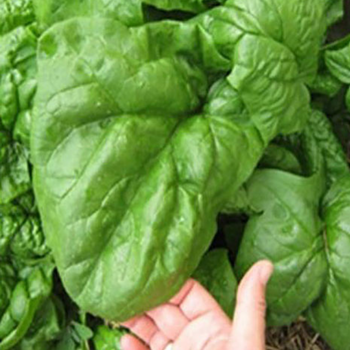 100+  Adet Geleneksel Dev Yaprakl� Ispanak Tohumu