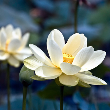 3 Adet Amerikan Lotus Bitkisi Tohumu - Amerikan Nil�feri