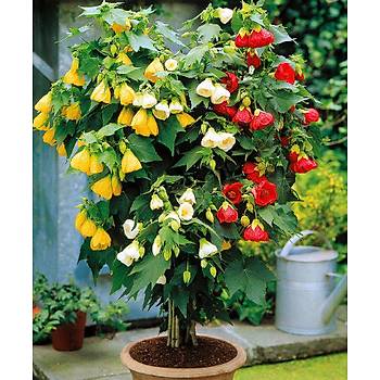 10+ Adet an iekli Abutilon Hybridum Mix iek Tohumu