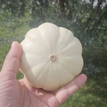 5 Adet Midi Beyaz Bal Kaba Tohumu