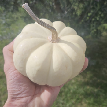 5 Adet Midi Beyaz Bal Kaba Tohumu