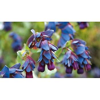 5 Adet Mor �i�ekli M�cevher �al�s� Tohumu