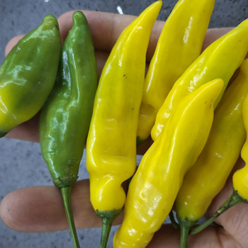 10+ Adet  Limon Damlas� Ac� Biber Tohumu - Geleneksel