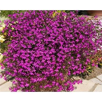 1200+ Adet Sarkan Bordo �i�ekli Lobelya Bitkisi Tohumu