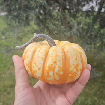 5 Adet Hooligan F1 Bal Kaba Tohumu