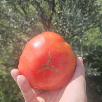 10+ Adet Osmanl� K�rm�z�s� Domatesi Tohumu-  Atal�k T�r