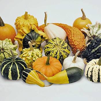 10+ Adet Kark Minyatr Su Kaba Tohumu