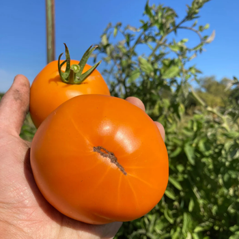 10+ Adet Valencia Domates Tohumu - Geleneksel