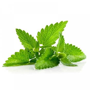 500+ Adet Nane Tohumu- Mentha Spicata