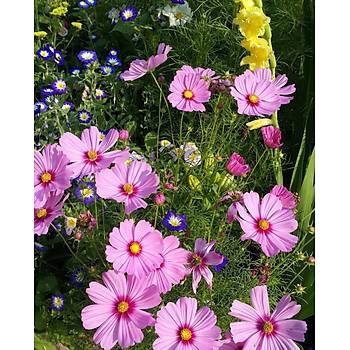 40+ Adet Kozmos �i�e�i Tohumu- Rengarenk �i�ekler
