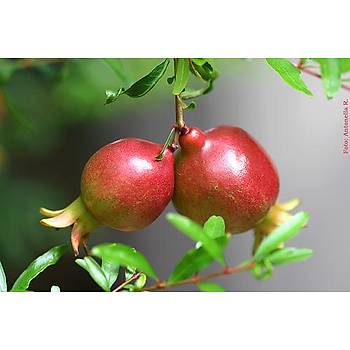 5 Adet Punica Granatum Nana- Saks Nar Tohumu