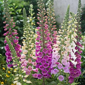 1500+ Adet Yksk Otu Tohumu- Foxglove
