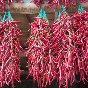 10+ Adet Tarihi ukurren Atalk Ac Biber Tohumu