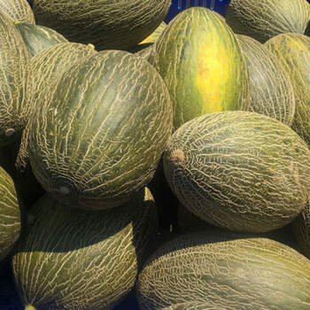 10+ Adet Piel De Kapo Kavun Tohumu - Geleneksel