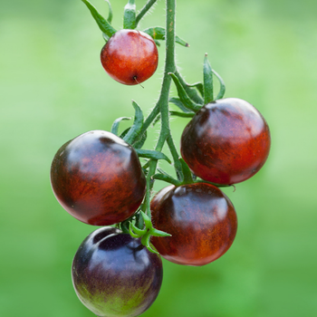 10+ Adet �ndigo Rose Domates Tohumu - Gurme Domates