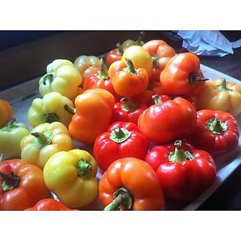 Ac Biber Tohumu- Alma Paprika Rengarenk Biber