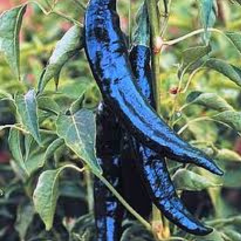 10+ Pasilla Bajio Siyah Kurutmal�k Ac� Biber Tohumu