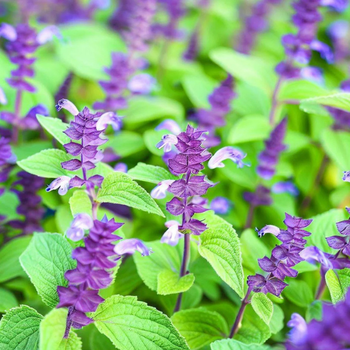 500+ Adet Atalk iya Tohumu - Salvia Hispanica