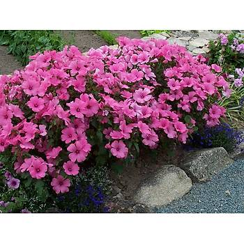 50+ Adet Pembe �i�ekli Pamuk �i�e�i Tohumu