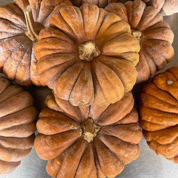 5 Adet Siyah Futsu Japon Kaba Tohumu - Geleneksel