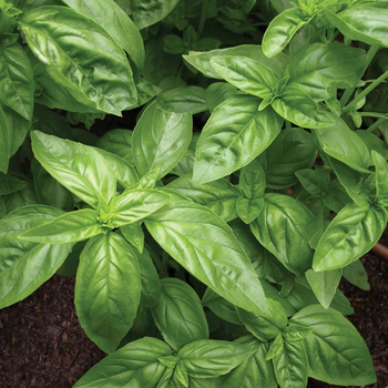 100+ Adet Tatl� Fesle�en Tohumu - Sweet Basil