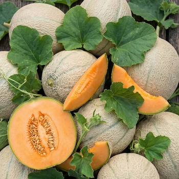 10+ Adet Cantaloupe Alt�n Kalpler Kavun Tohumu