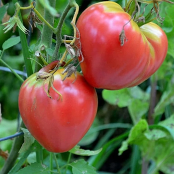 10+ Adet Geleneksel Y�rek Domates Tohumu- S�r�k Tipi Domates