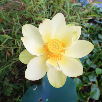 3 Adet Amerikan Lotus Bitkisi Tohumu - Amerikan Nil�feri