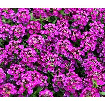 500+  Adet Alyssum Pembe iekli Bitki Tohumu- Kokulu iekler