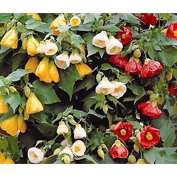 10+ Adet an iekli Abutilon Hybridum Mix iek Tohumu