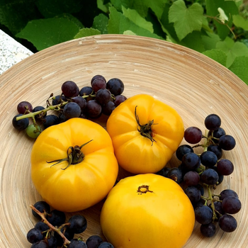 10+ Adet  Afyon Tazlar Sar� K�y Domatesi Tohumu