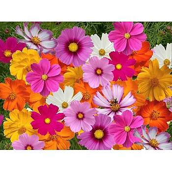 40+ Adet Kozmos �i�e�i Tohumu- Rengarenk �i�ekler