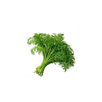 1050+ Adet Maydanoz - Dereotu - Tere - Roka Ye�illik Paketi