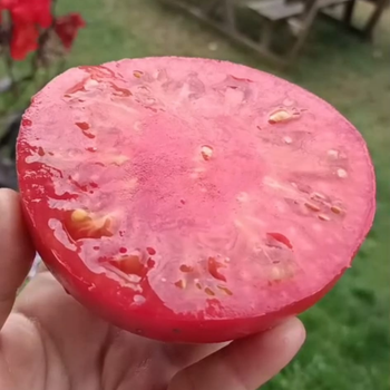 10+ Adet G�rc� Pembesi Domatesi Tohumu-  Atal�k Domates