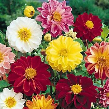 30+ Adet Dahlia Variabilis Katmerli iekli Tohumu