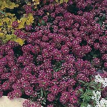 500+ Adet Alyssum Bordo �i�ekli Tohumu- Kokulu �i�ekler