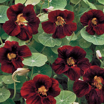 10+ Adet Nasturtium-Latin iei tohumu- Siyah Kadife