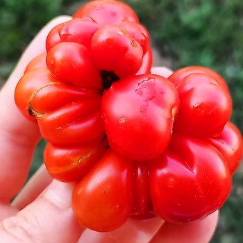 10+ Adet Yolcu Domatesi Tohumu-  Atalk Tr