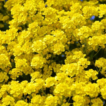 200+  Adet Alyssum Sar iekli Bitki Tohumu